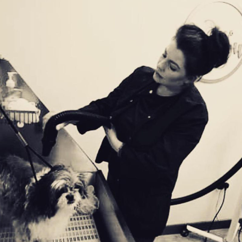 Le_Beau_Chien_Truro__0000_Leanne_grooming