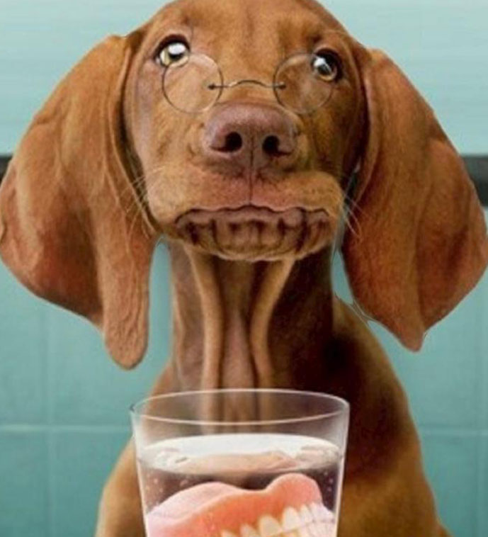 At Le Beau Chien Truro, we offer advanced Emmi-Pet teeth cleaning to keep your pet’s smile bright and healthy. Our innovative, non-invasive ultrasonic technology gently cleans teeth without the need for anesthesia, removing plaque and tartar while promoting fresh breath. Regular dental care helps prevent oral health issues and contributes to your pet’s overall well-being. Give your furry friend a sparkling smile—schedule an Emmi-Pet teeth cleaning appointment with us today!