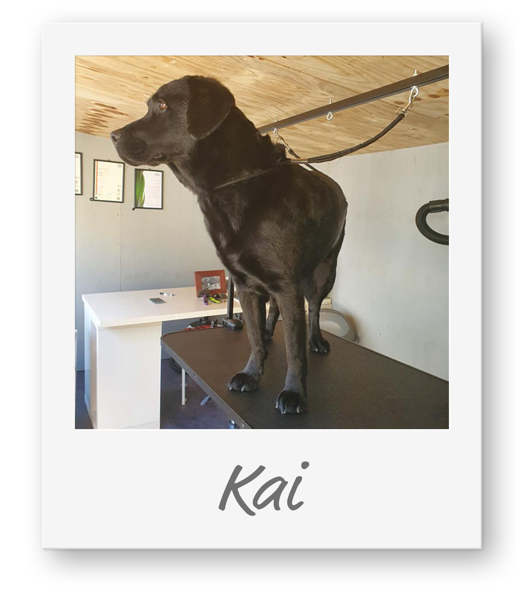 LeBeauChienTruro_Kai LeBeauChienTruro_Kai