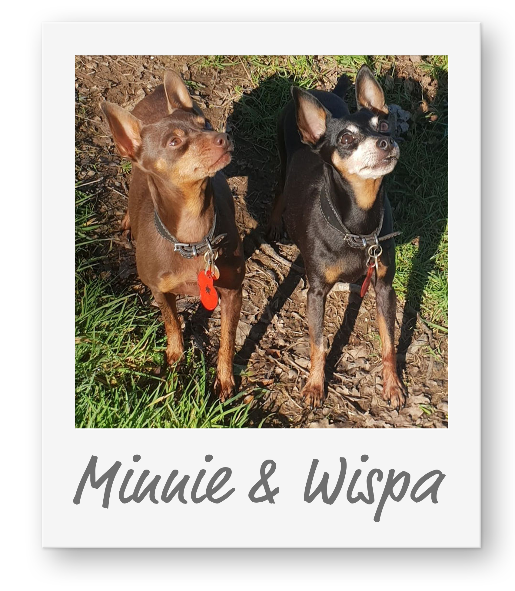 LeBeauChienTruro_MinnieandWispa LeBeauChienTruro_MinnieandWispa