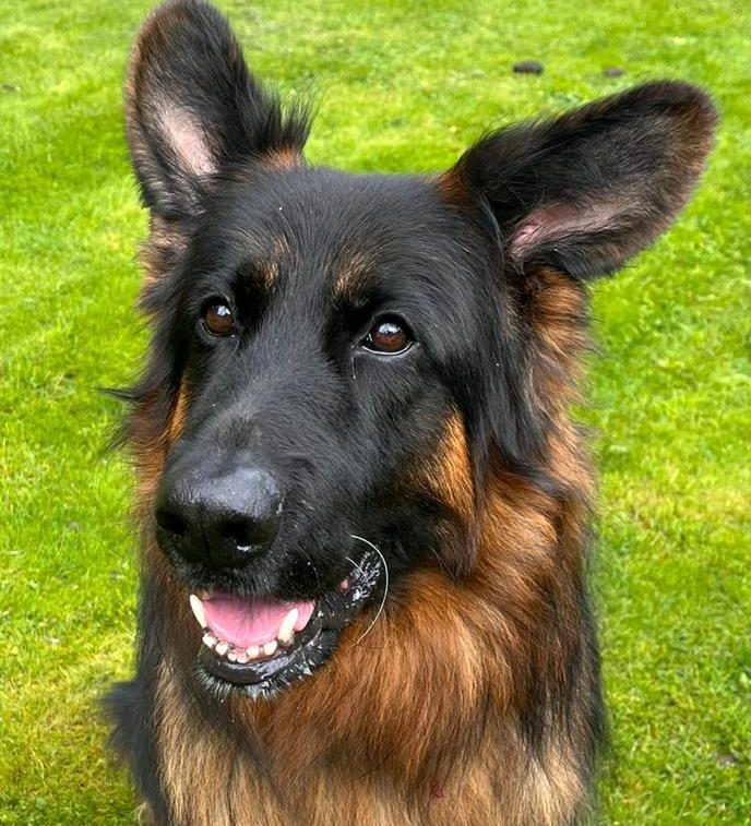 We are specialized in grooming services tailored to the unique needs of long-haired breeds. Our expert groomers provide thorough brushing, dematting, and trimming to maintain your dog’s luxurious coat and prevent discomfort from mats and tangles. Regular grooming not only enhances their appearance but also promotes healthy skin and reduces shedding. Trust us to keep your long-haired dog looking and feeling their best—schedule an appointment today!